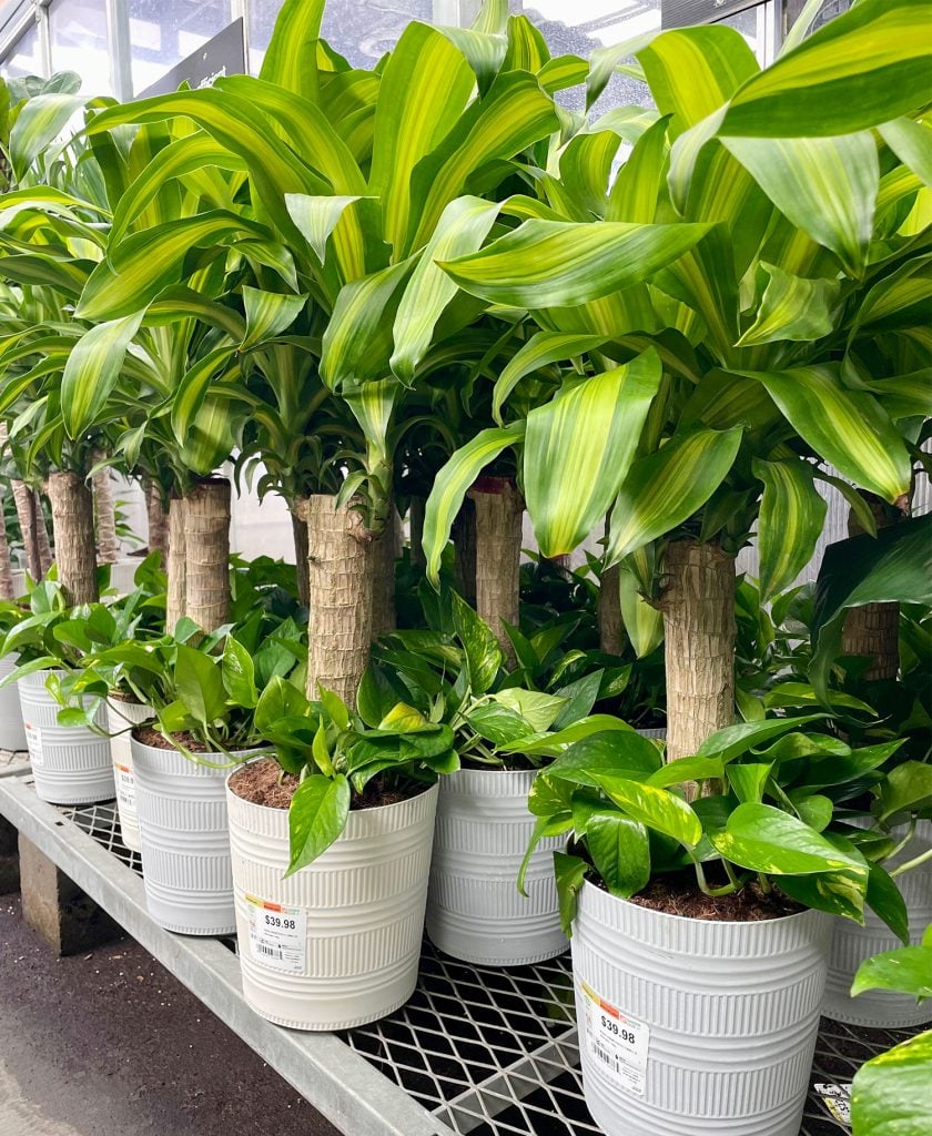 corn-plant-massangeana-840x1024-1 Corn Plant Massangeana For Sale With Pothos