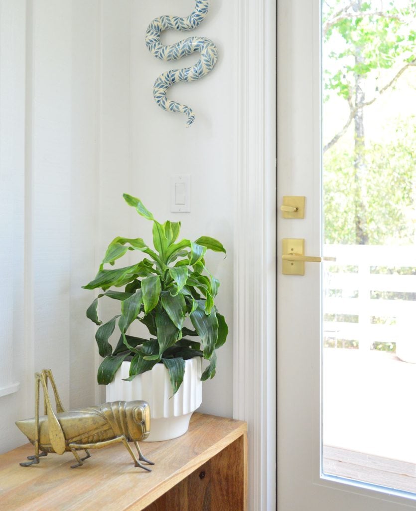 corn-plant-next-to-door-835x1024-1 Corn Plant On Wood Bench Next To Door
