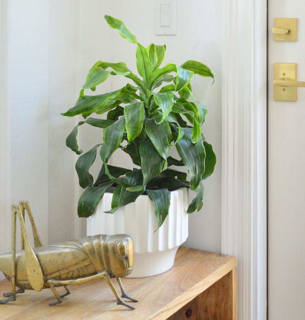 corn-plant-next-to-door-closer-976x1024-1 Potted Corn Plant With Brass Grasshopper