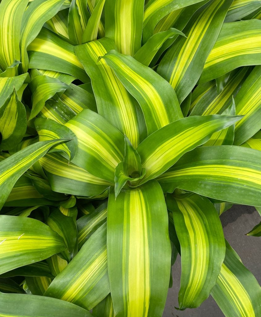 corn-plant-overhead-845x1024-1 Leaves of Dracaena fragrans Massangeana Corn Polant