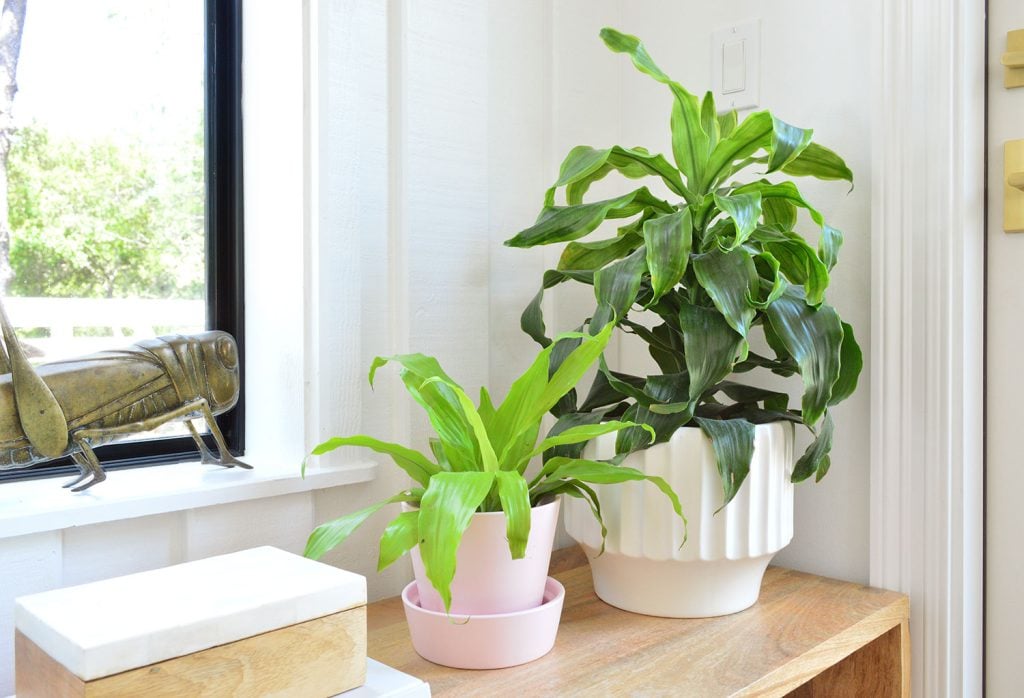 corn-plants-on-bench-together-1024x698-2 Corn Plant Varieties In Pots On Wood Bench