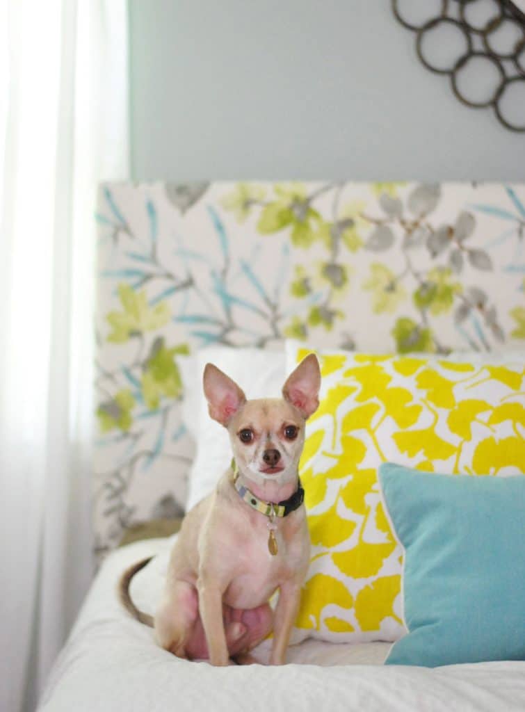 diy-upholstered-headboard-chihuahua-sitting-on-bed-755x1024-1 Tan chihuahua sitting on bed in front of floral upholstered DIY headboard