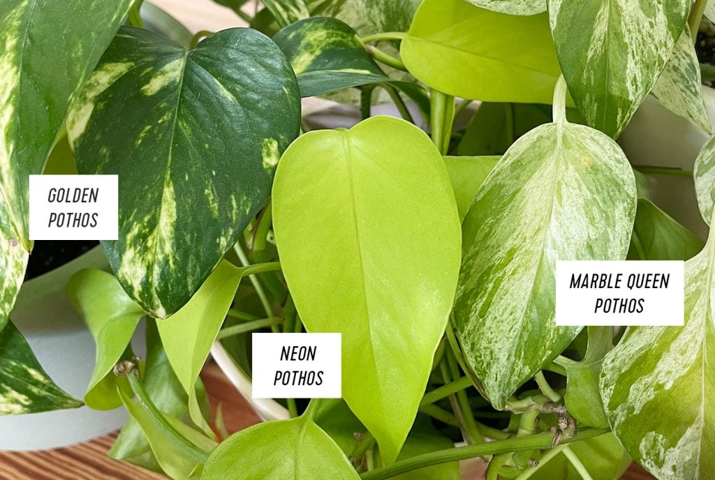 goden-vs-neon-vs-marble-pothos-leaves-1024x688-1 Golden Pothos Leaf Vs Neon Pothos Leaf Vs Marble Queen Pothos Leaf