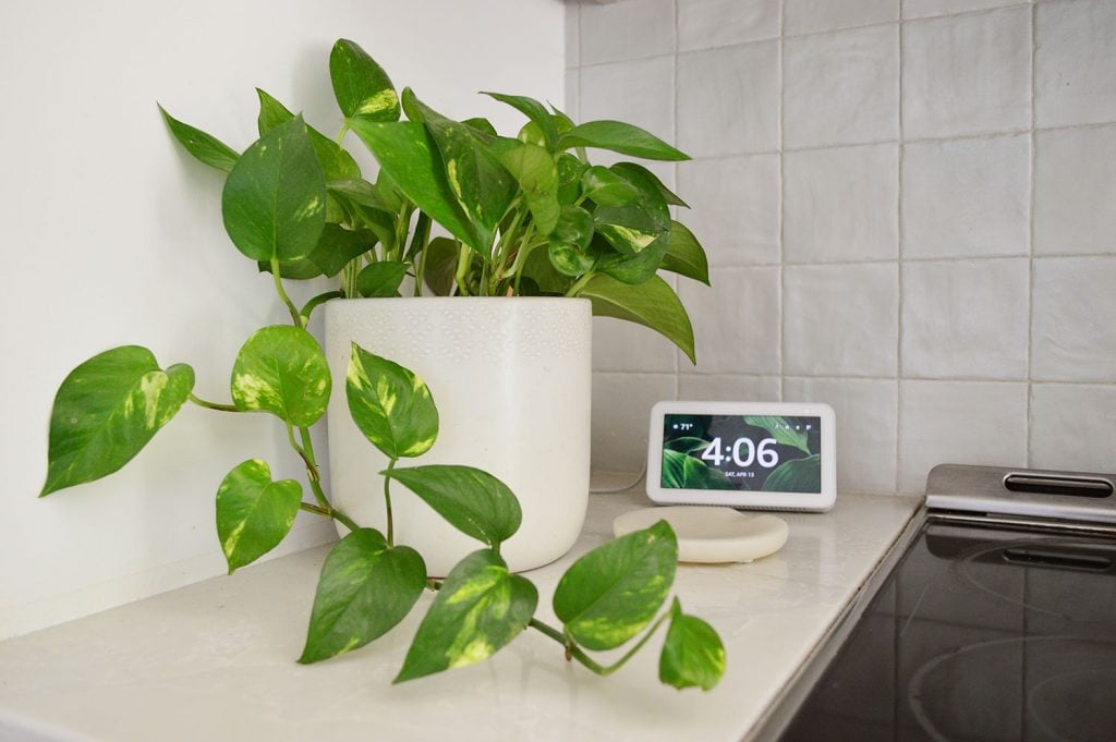 golden-pothos-on-countertop-1024x681-1 Gold Pothos On Countertop By Alexa Echo Show 5