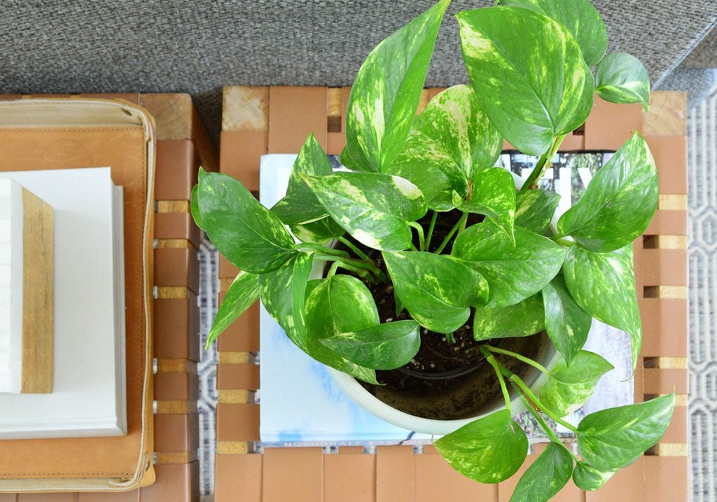 golden-pothos-overhead-1024x717-1 Golden Pothos Houseplant Overhead