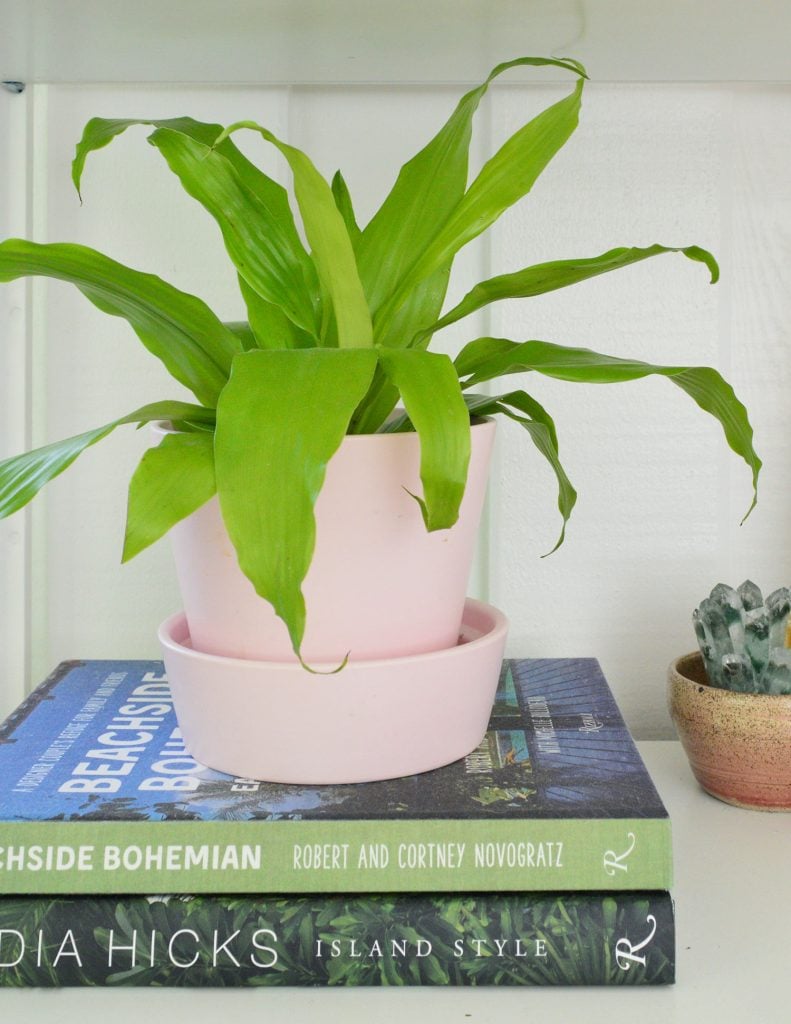 limelight-corn-plant-in-pink-pot-vertical-791x1024-1 Limelight Corn Plant In Pink Pot