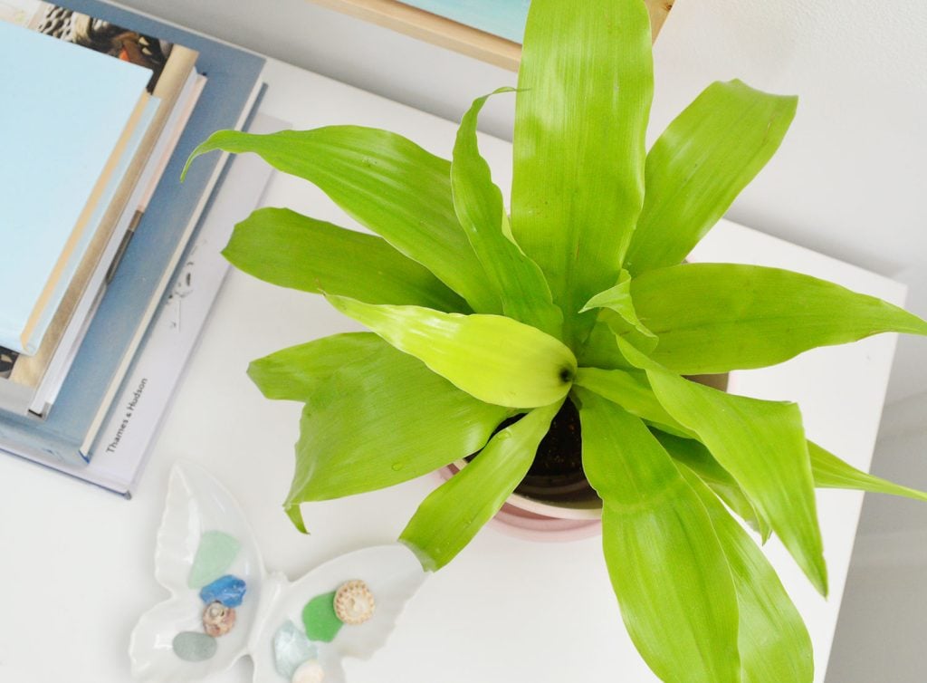 limelight-corn-plant-overhead-1024x754-1 Ovearhead View Of Limelight Corn Plant Houseplant