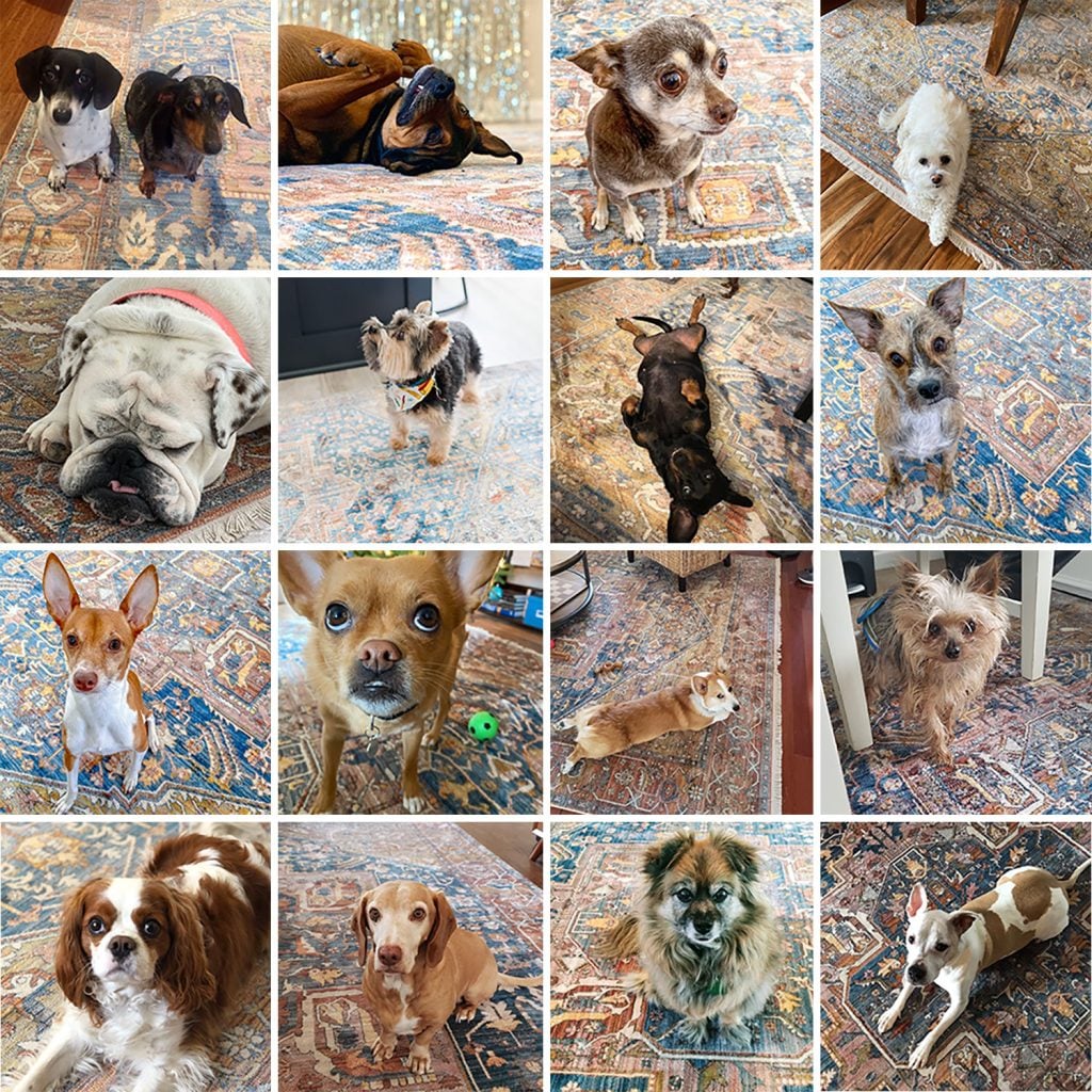 magic-rug-dogs-1024x1024-1 Collage of Various Dogs Sitting On Magic Traditional Rug | NuLoom Vintage Harriet Medallion Fringe Area Rug