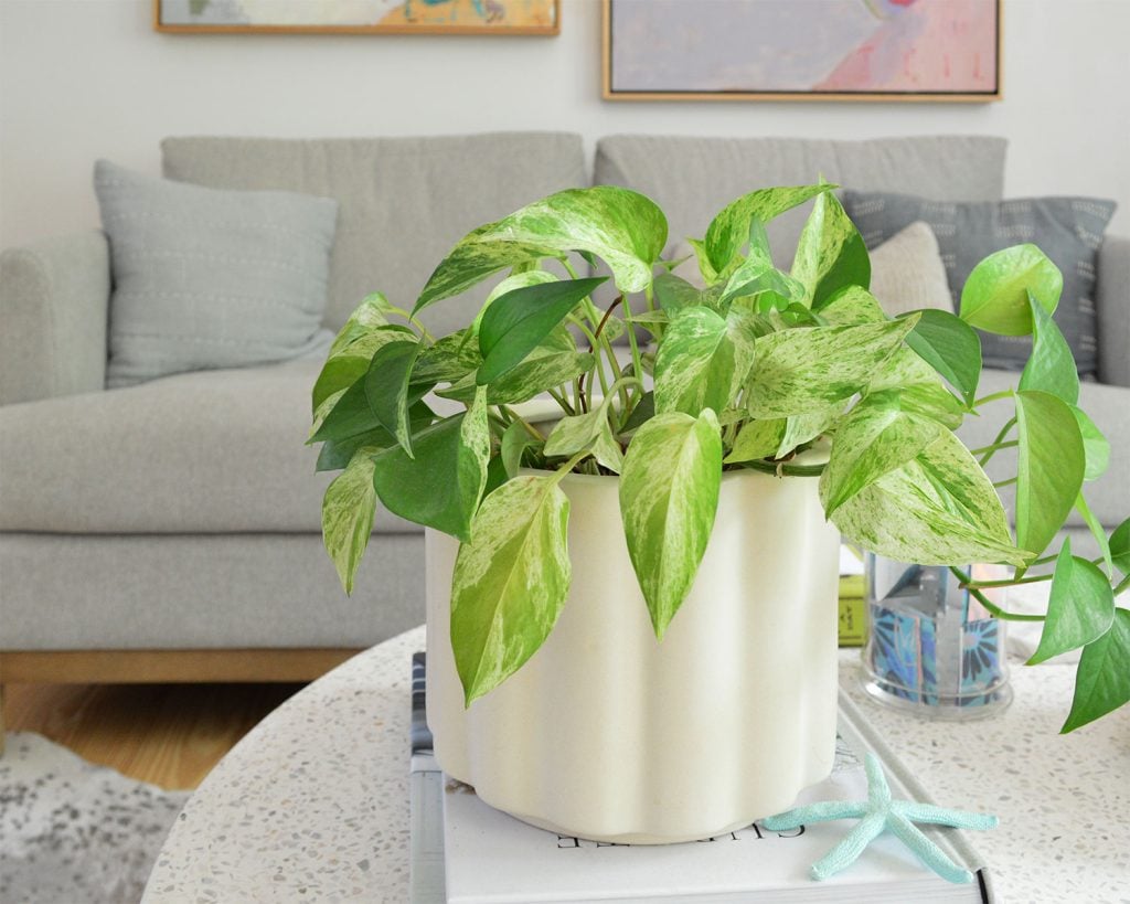 marble-queen-pothos-by-couch-1024x819-1 Marble Queen Pothos Potted On Coffee Table