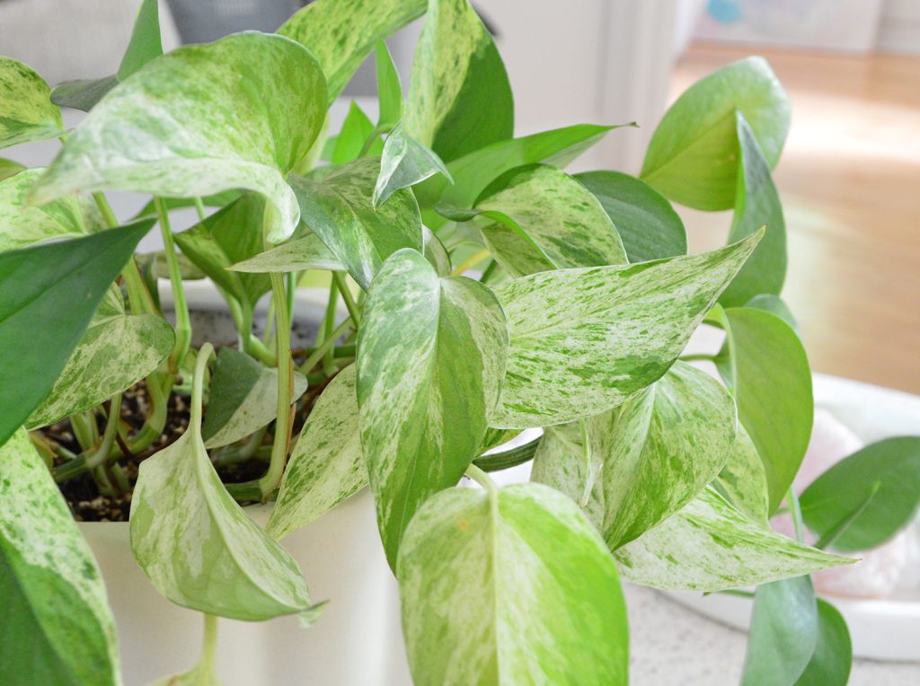 marble-queen-pothos-leaves-close-up-1024x764-1 Close Up Of Marble Queen Pothos Leaves