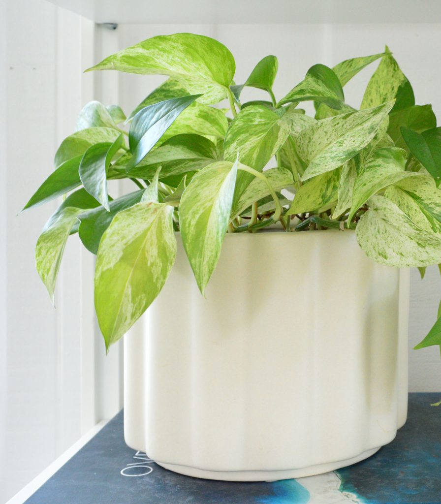 marble-queen-pothos-on-bookshelf-vertical-896x1024-1 Marble Queen Pothos In White Pot