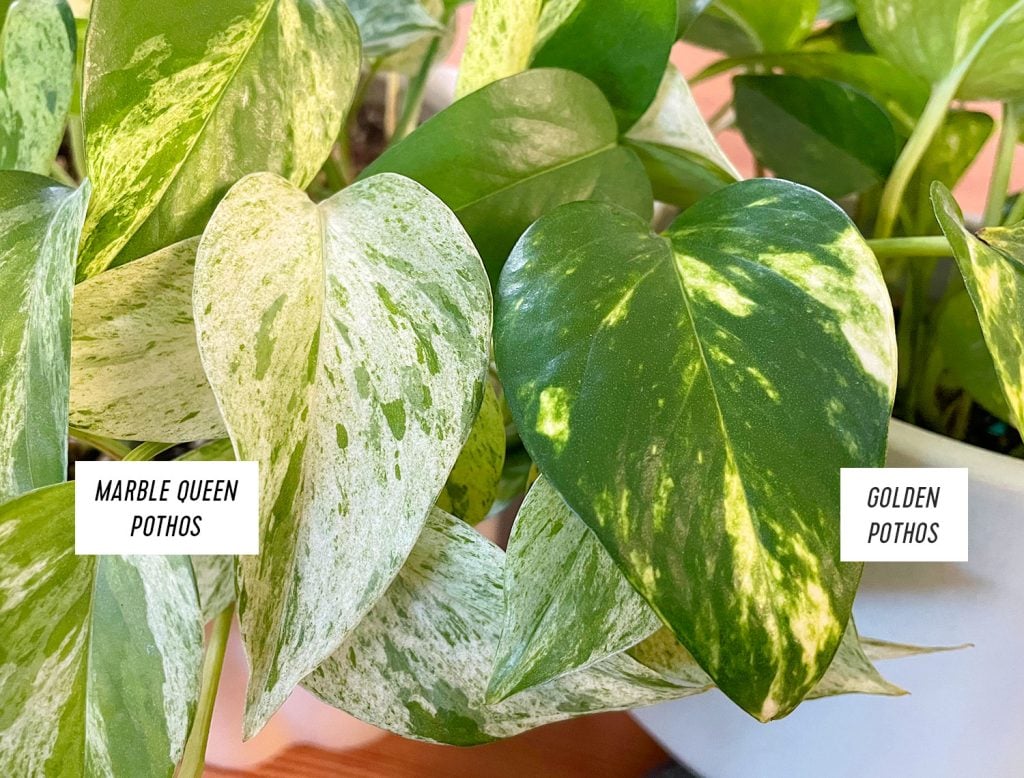 marble-queen-vs-golden-pothos-leaves-1024x778-1 Marble Queen Pothos Leaf Compared To Golden Pothos Leaf