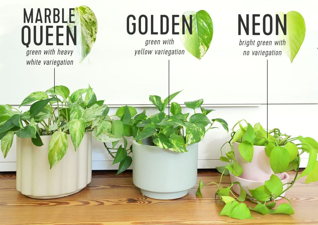 marble-queen-vs-golden-vs-neon-pothos-guide-1024x723-1 Side By Side Comparison Of Different Pothos Varieties Marble Queen Golden Neon Pothos