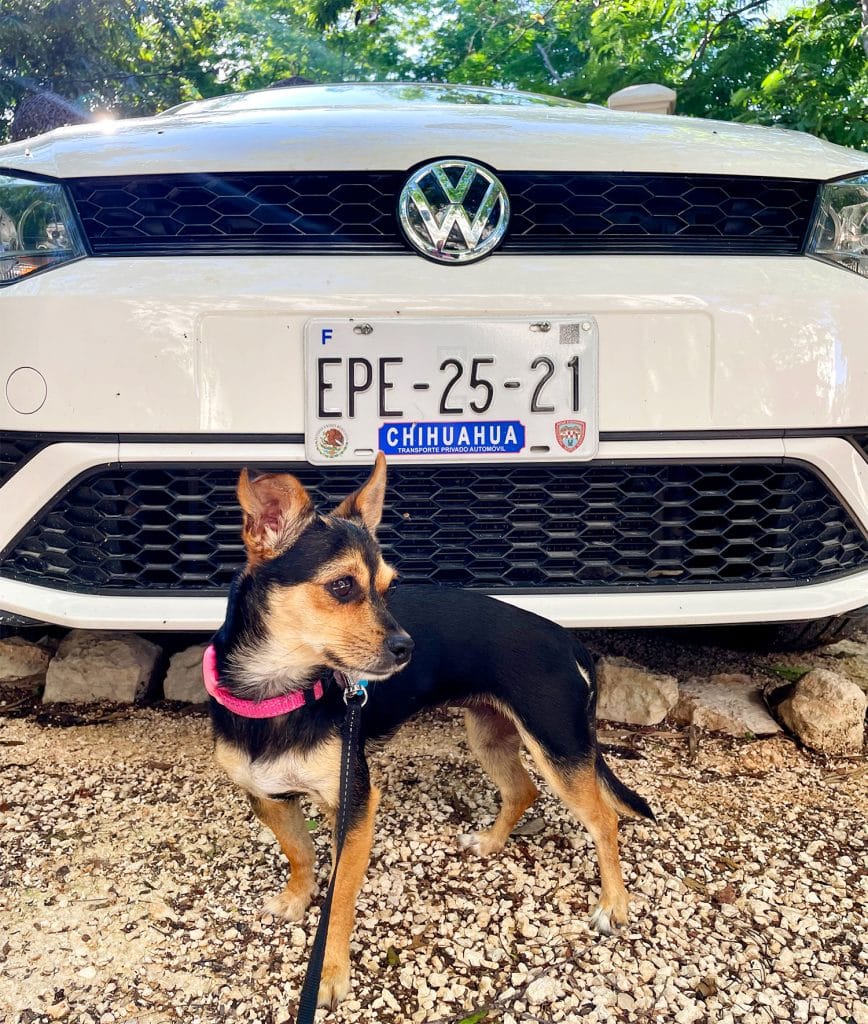 mexico-with-kids-dog-rental-car-chihuahua-868x1024-1 Penny The Chorkie In Front Of Chihuahua Car Rental License Plate