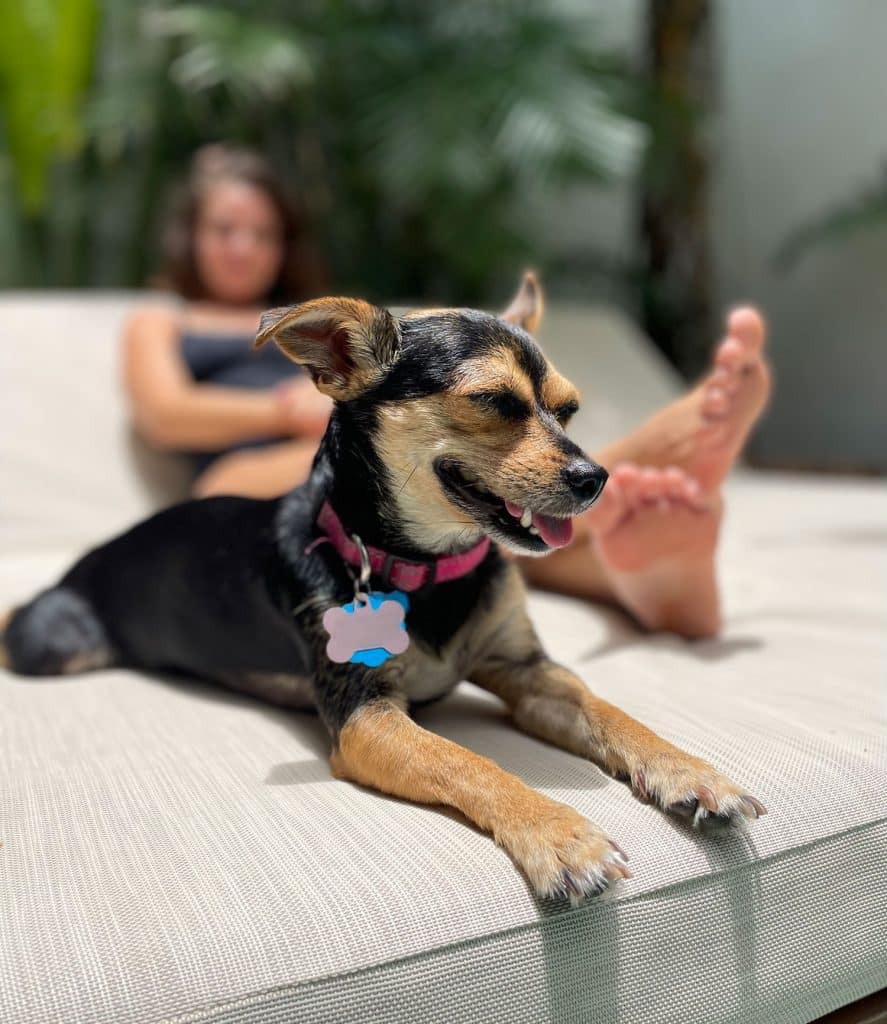 mexico-with-kids-penny-dog-panting-887x1024-2 Penny The Chorkie Sitting In Sun Panting In Tulum Mexico