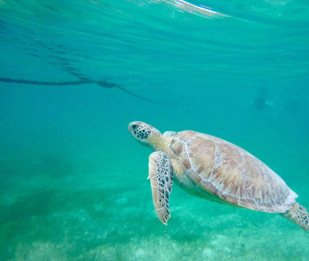 mexico-with-kids-sea-turtle-snorkeling-in-akumal-1024x865-1 Close Up Of Sea Turtle Swimming In Akumal Bay Mexico
