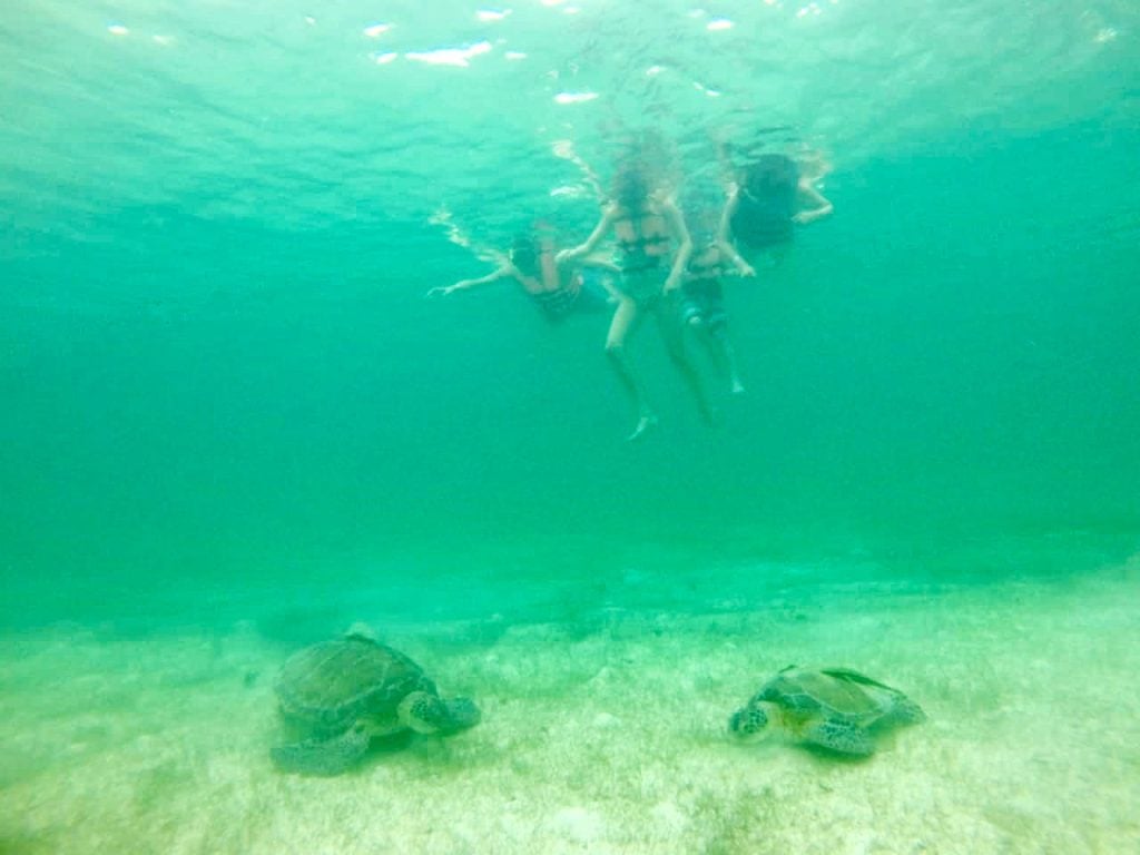 mexico-with-kids-snorkel-turtles-akumal-bay-1024x768-1 Family Snorkeling With Sea Turtles In Akumal Bay Mexico