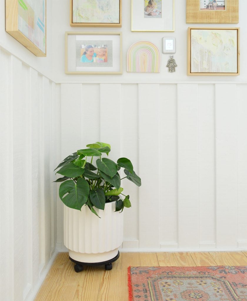 monster-deliciosa-hallway-840x1024-1 Monstera deliciosa in hallway with white wainscotting and picture frames