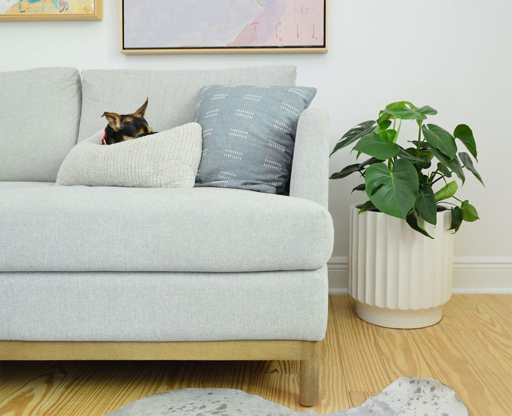 monstera-deliciosa-couch-with-dog-1024x833-1 Monstera deliciosa houseplant next to couch with dog sleeping