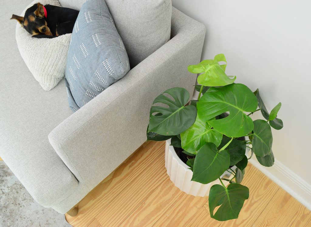 monstera-deliciosa-overhead-with-dog-1024x750-1 Monstera deliciosa next to couch with sleeping dog on pillow