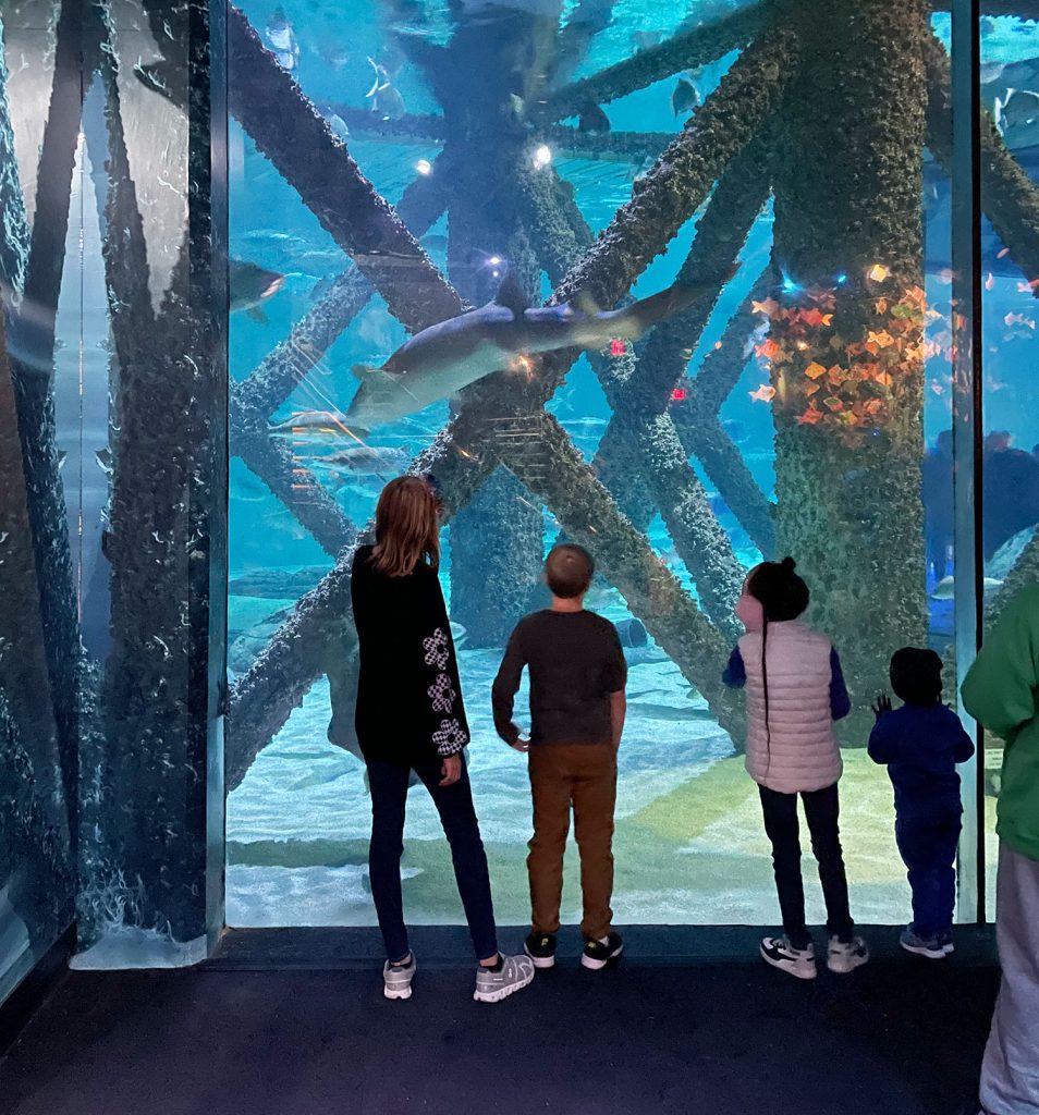 new-orleans-aquarium-with-kids-954x1024-1 Kids At New Orleans Aquarium Shark Tank