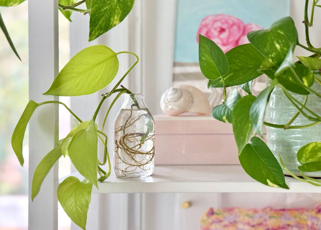 propagate-pothos-clipping-in-glass-jar-1024x734-2 Propagating Pothos Clipping In Water On Shelf
