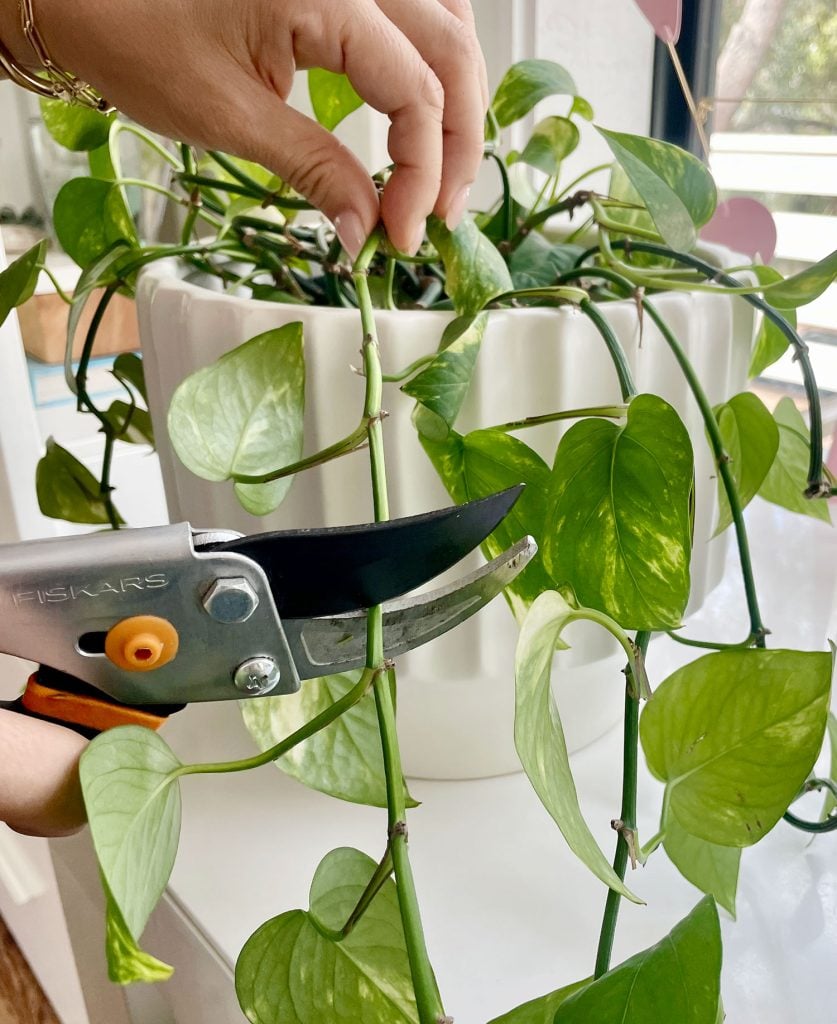 purning-golden-pothos-837x1024-1 Hand Pruning Golden Pothos With Shears