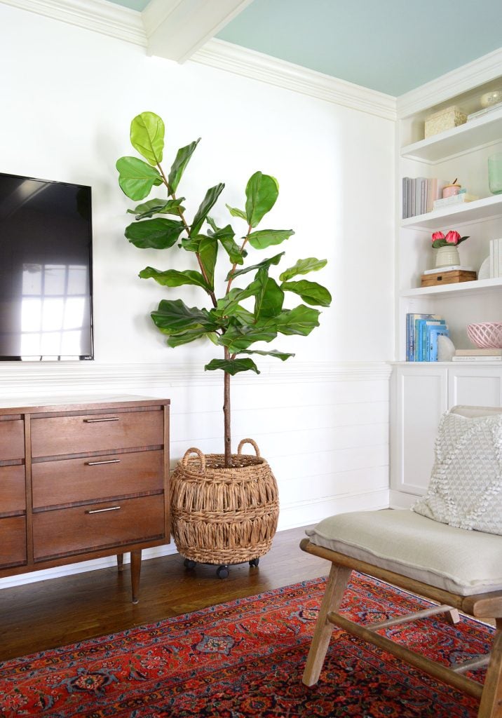 simply-white-living-room-fig-tree-716x1024-1 Living Room Benjamin Moore Simply White Walls And Beams With Faux Fig Tree