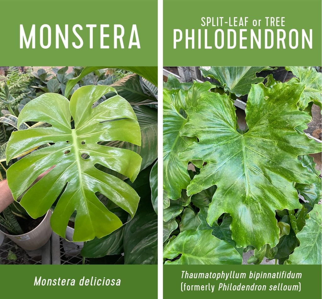 split-leaf-philodendron-vs-monstera-1024x953-1 Monstera deliciosa vs split leaf philodendron comparison