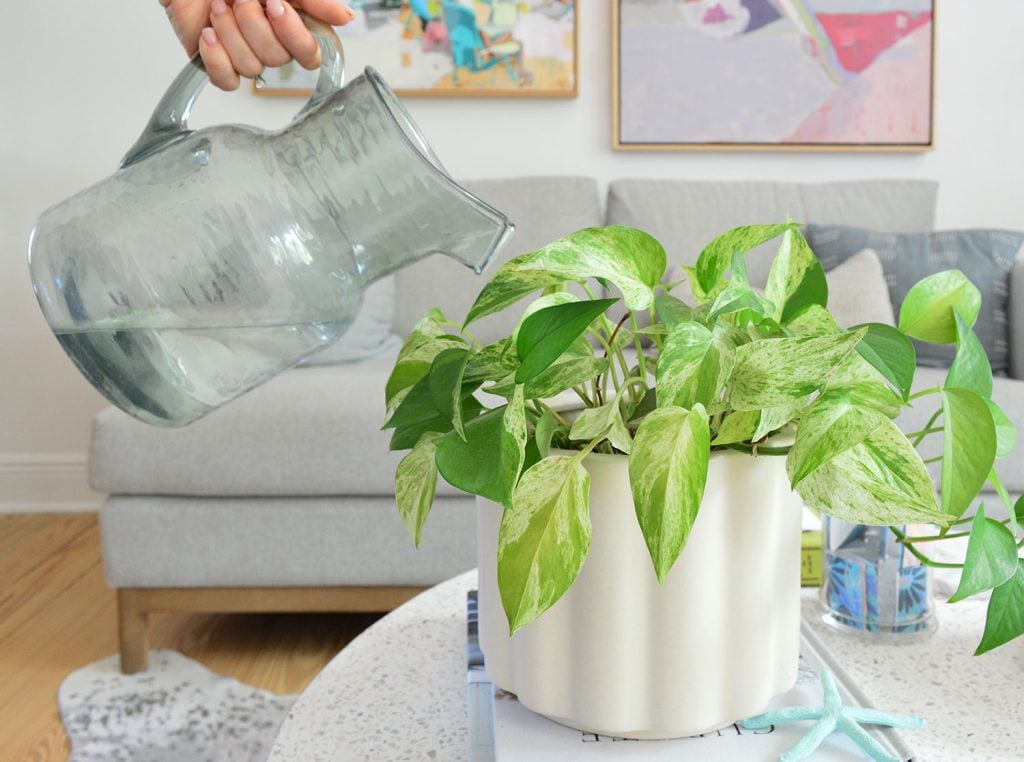 watering-a-marlbe-queen-pothos-1024x762-1 Watering Can Pouring Water In Marble Queen Pothos