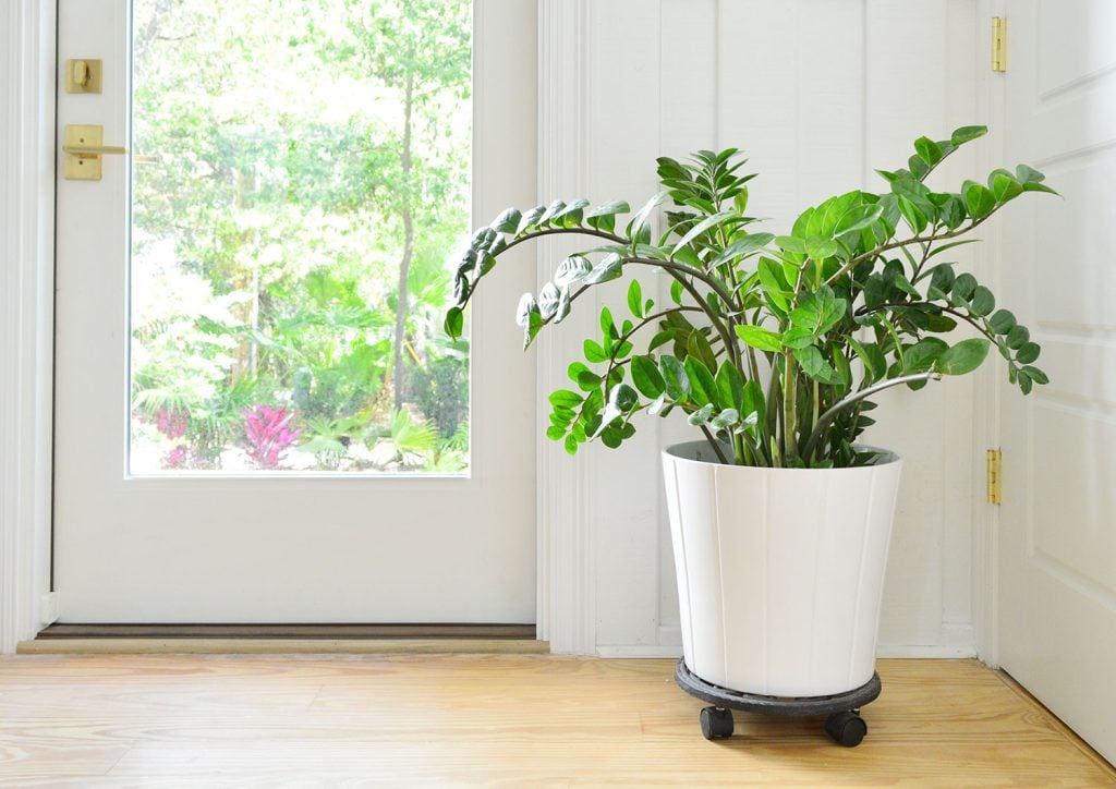 zz-plant-next-to-front-door-1024x724-2 ZZ Plant In White Pot Next to Front Door