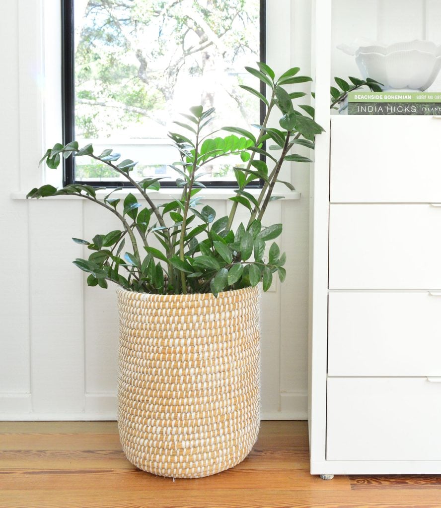 zz-plant-on-floor-closer-888x1024-1 ZZ Plant In Basket On Floor Next To Bookcase
