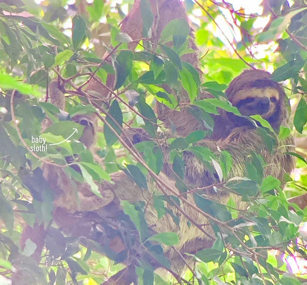 costa-rica-vacation-manuel-antiono-sloth-photo-1024x952-1 Zoomed Photo Of Sloth And Baby Sloth