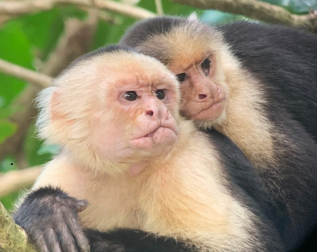 costa-rica-vacation-manuel-antonio-monkey-close-up-1024x813-1 Telephoto Image of Monkeys In Manuel Antonio Costa Rica