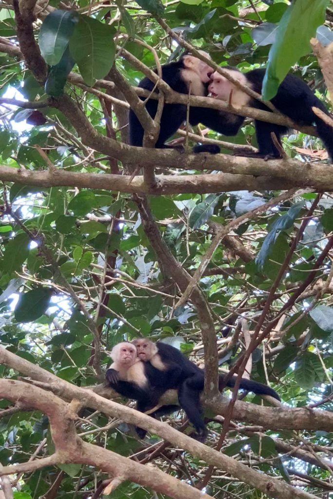 costa-rica-vacation-manuel-antonio-monkeys-playing-684x1024-1 Photos of Monkeys Playing In Tree in Costa Rica