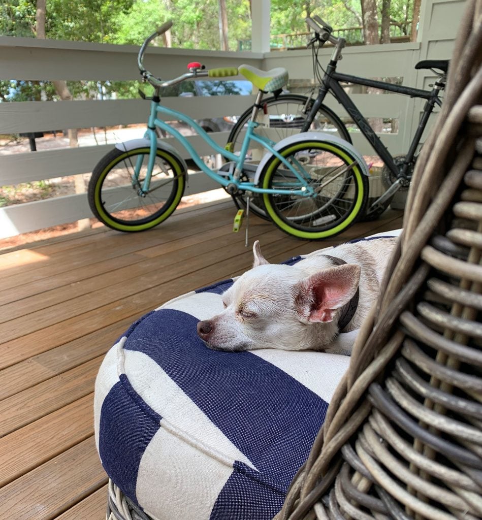 florida-house-exterior-after-burger-on-cushion-949x1024-1 Chihuahua sleeping on outdoor cushion on porch