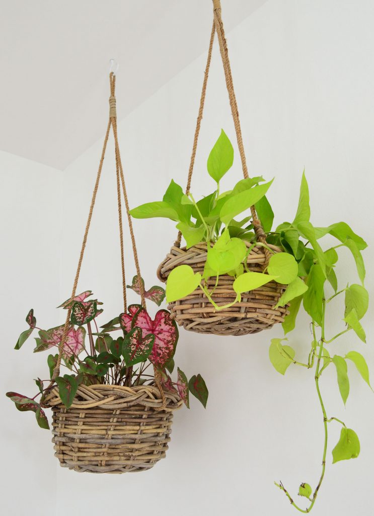 florida-living-room-hanging-plants-743x1024-1 Two Plants In Woven Baskets Hanging From Ceiling