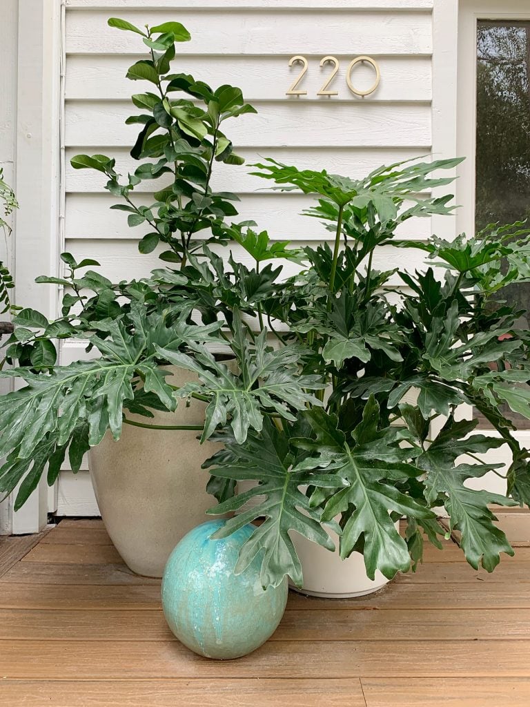 front-porch-fall-large-planters-768x1024-1 Oversized Plants In Large Planters On Front Porch