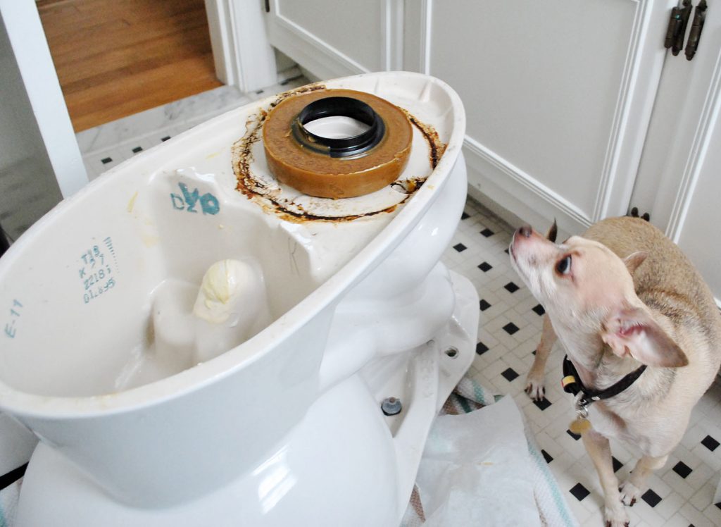 install-a-toilet-new-wax-ring-1024x748-1 New Wax Ring On Bottom Of Toilet Bowl For Installation With Dog Sniffing