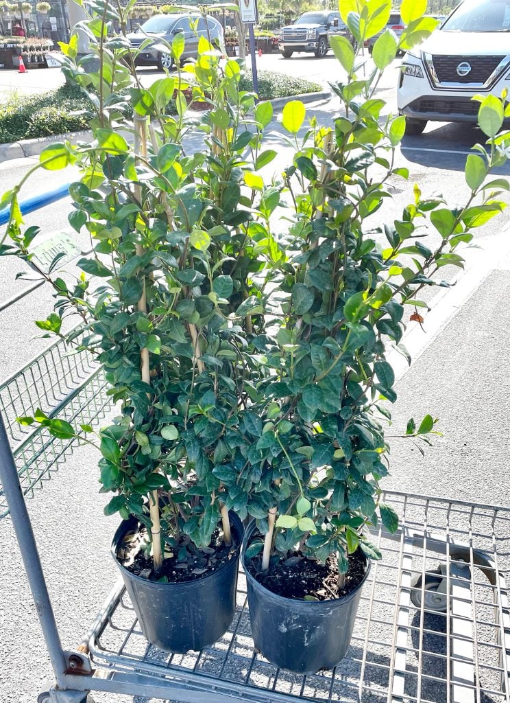 jasmine-trellis-buying-potted-jasmine-744x1024-1 Jasmine Trellis Buying Potted Jasmine