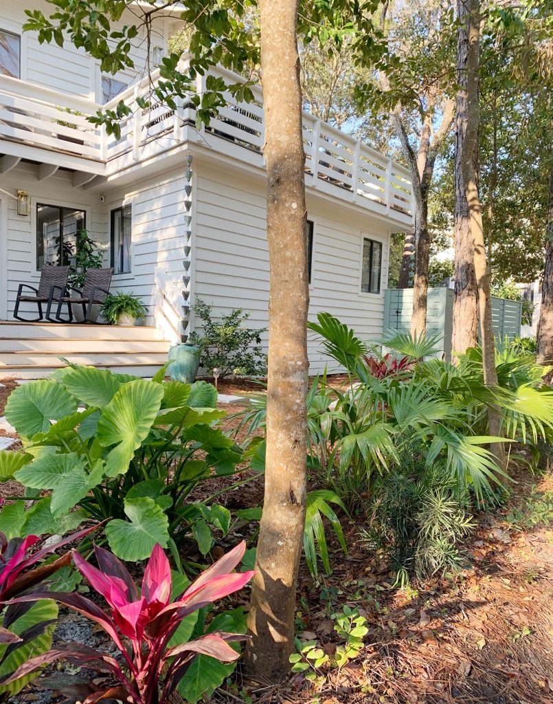 jasmine-trellis-front-of-house-805x1024-1 Jasmine Trellis Front Of House