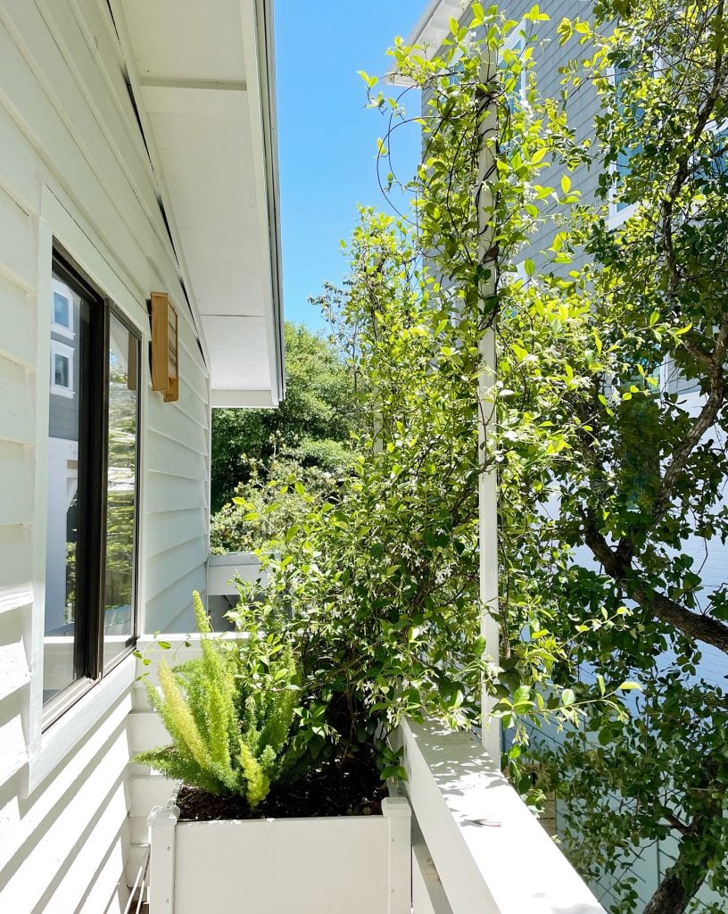 jasmine-trellis-horizontal-816x1024-1 Privacy Trellis With Star Jasmine
