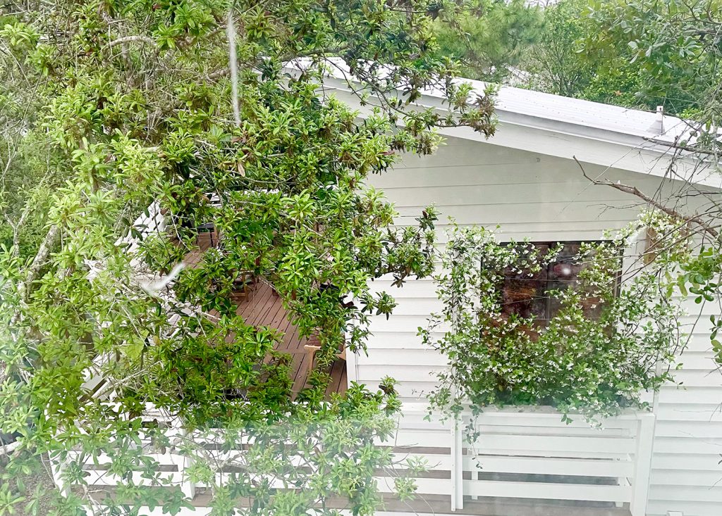 jasmine-trellis-wide-shot-from-next-door-1024x733-1 Jasmine Trellis Wide Shot From Next Door