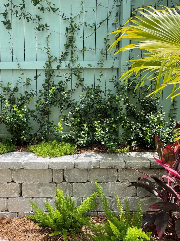 pool-post-jasmine-climbing-and-other-plants-768x1024-1 Close up of star jasmine planted in retaining wall along fence with stonecrop foxtail ferns red ti