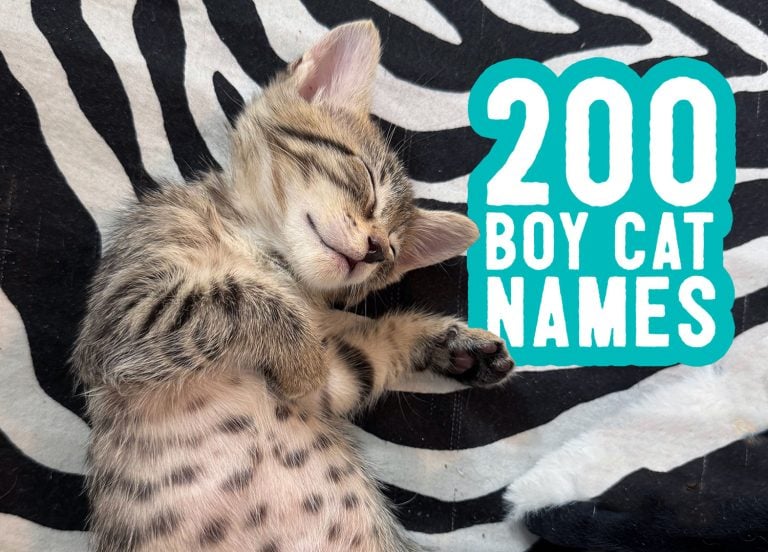 Boy Cat Names: 200 Names + Naming Tips