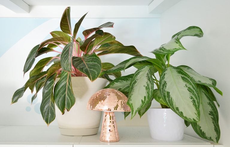 Aglaonema Plant – Complete Care Guide