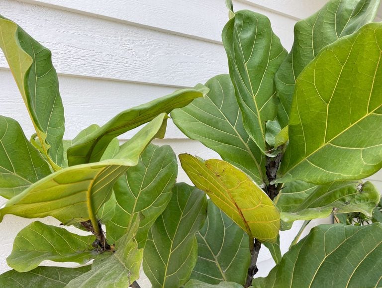 Fiddle Leaf Fig – Care Guide